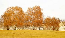 秋天的脚步_600字