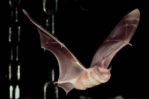 caicer bat _650字