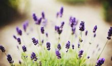 薰衣草之等待爱情三（洛阳游玩）_1200字