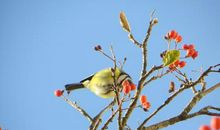 我是一只布拉格的小鸟_400字