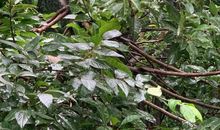 憨憨的大哥娶个憨憨的嫂子_1200字