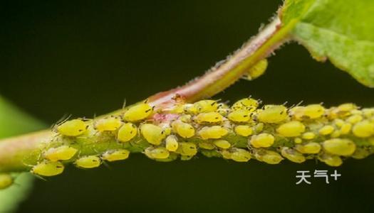 消除萌芽_700字