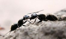 蚂蚁的战争_250字