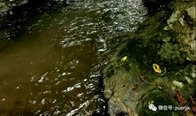 大自然的呼喊_400字