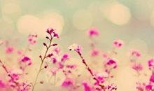 花的友谊_1000字