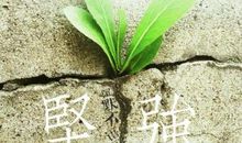 坚强的流泪_1200字