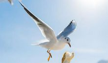 渴望飞翔的鸟_800字