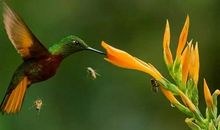 生命的绿_1200字