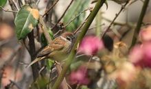 城市里的麻雀回老家_1000字