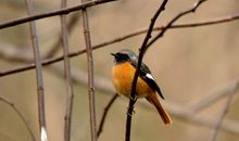 我想做一只山里鸟_650字