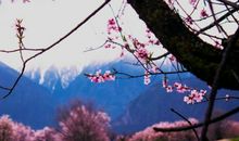 花开花落，阳春三月天_1200字