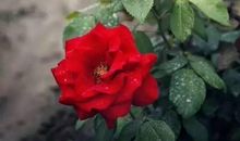 我是一滴雨_550字