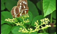 虫虫去哪了_450字