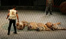 马戏虎德卡的故事