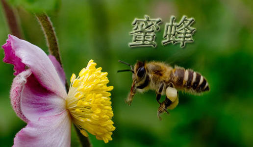 我是蜜蜂_550字