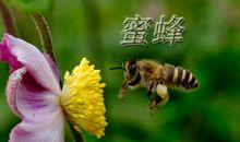 我是一只蜜蜂_550字