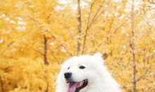 老狗大白_2000字