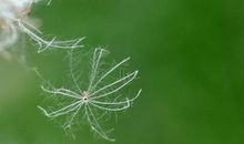 蒲公英小小_450字