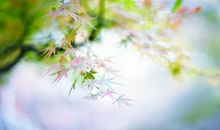 花儿的争吵_1200字