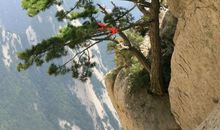 岩石缝里的松树_700字