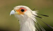 雨是大自然的宠儿_500字