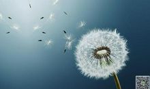 蒲公英的梦幻生活_400字