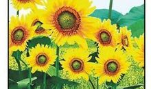 名言警句系列素材：修养