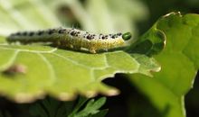 生命中的“毛毛虫”_1200字