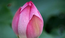 望荷花雨中姿_400字