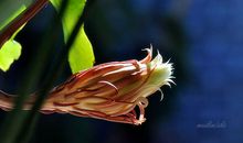 昙花静静开_600字