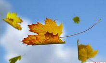 初三写景作文：秋天的那些落叶 _550字