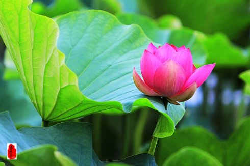 莲花丛林春秋_1200字