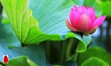 荷花丛中度春秋_1200字