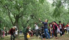 遗失的枣林_1200字