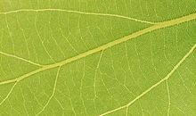 树叶漂流记_1000字