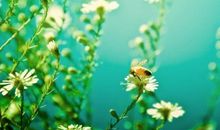 生命如夏花般绚烂_600字