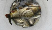 钓鱼，又放鱼_600字