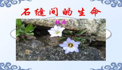 石缝生活_750字