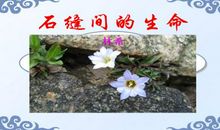 石缝的生命_750字