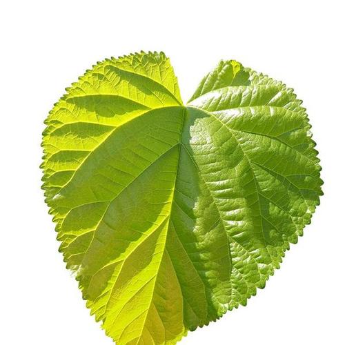 蚕和桑树_400字