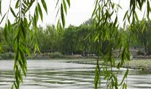 柳树的自述_600字