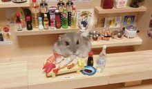 仓鼠逃脱计_550字