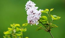 冰狗的冒险_700字