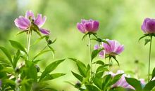 描写蝴蝶的优美句子