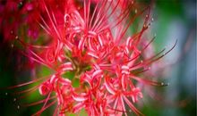 彼岸花的传说_2000字