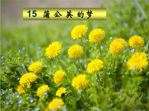 蒲公英精灵梦想（2）_300字