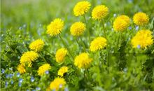 蒲公英精灵梦（2）_300字