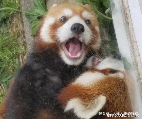 我喜欢下午的阳光，这是非凡的。在每天的这个时候，我会跪下来，赶紧，去户外的活跃的骨头。我会溜到幻灯片一段时间，播放臂架一段时间，走一段时间......不要看我胖子，我会爬树！我用爪子握住树干，踩到树枝上，我的身体会上升，你将能够爬树而不是我将能失去！这棵树是我冷的旧地方。它在哪里平坦？闭上眼睛，耳朵会让微风吹过沙莎的色调;树上的鸟类也大声唱出了一只快乐的歌曲孩子;太阳洒在我身上，就像妈妈温暖的双手抚摸我！