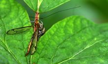 奇妙的昆虫村庄_500字