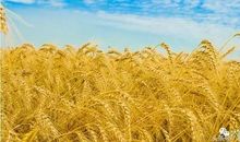 吃不完的麦子_900字